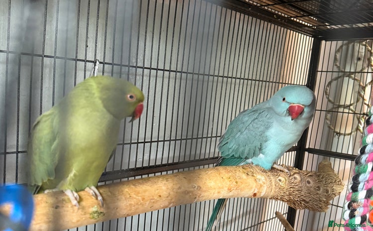 Ringnecks birds - Advert 1
