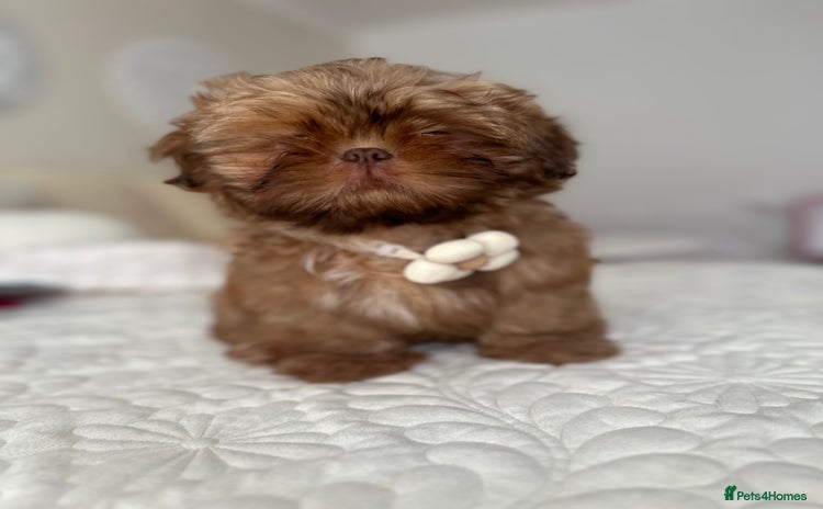 Shih Tzu dogs Stunning Karashishi Shih tzus - Advert 5