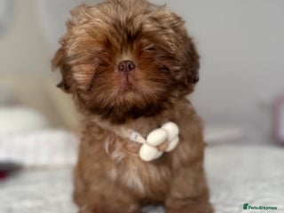 Shih Tzu dogs Stunning Karashishi Shih tzus - Advert 1