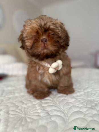 Shih Tzu dogs Stunning Karashishi Shih tzus - Advert 3