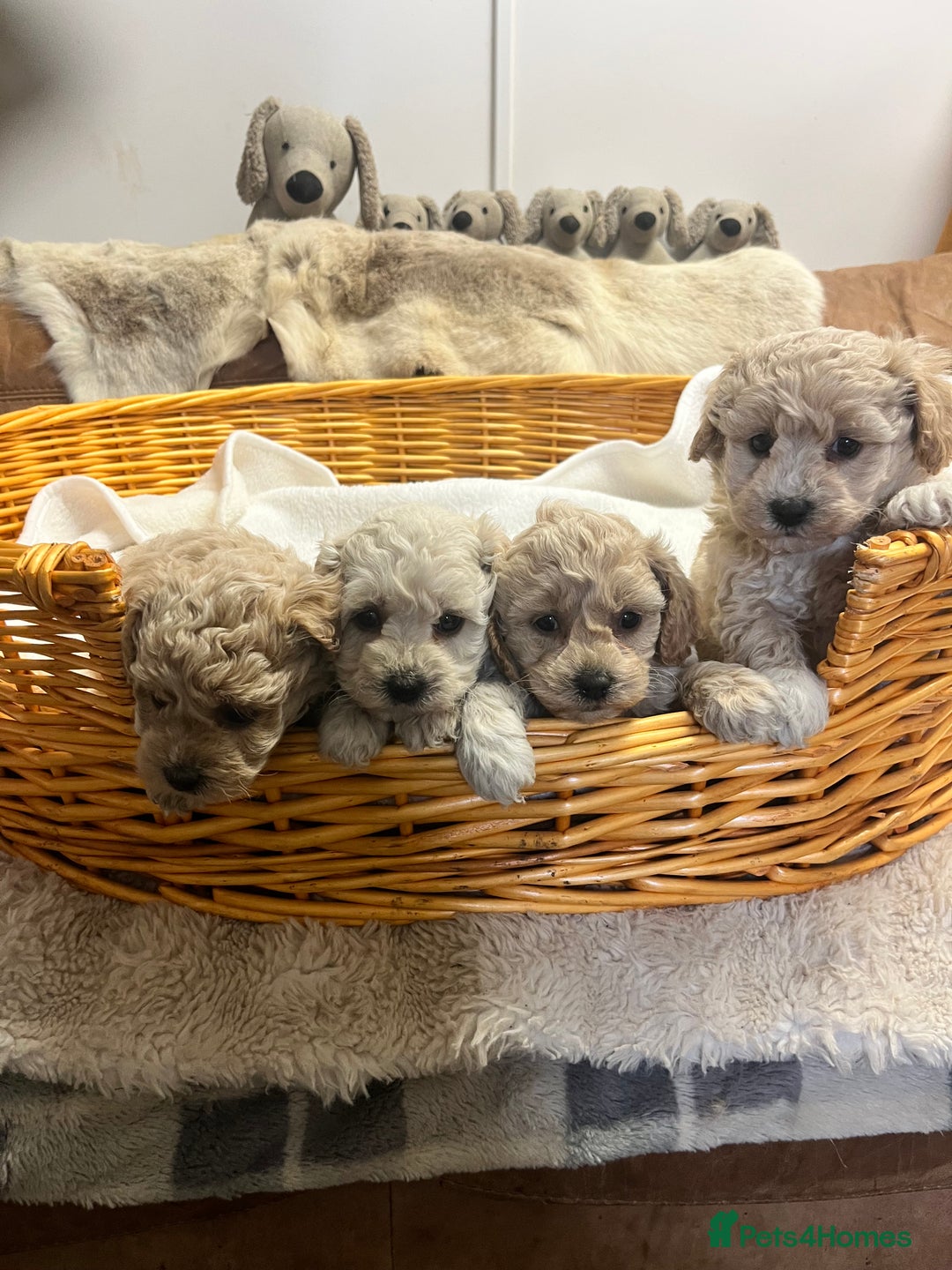 Poochon dogs for sale: Stunning and gorgeous poochons  - Image 2
