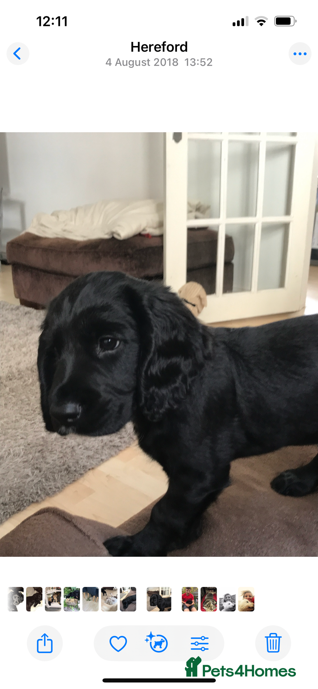 Cocker Spaniel dogs for sale: Gorgeous working cocker spaniel puppies for sale  - Advert 12