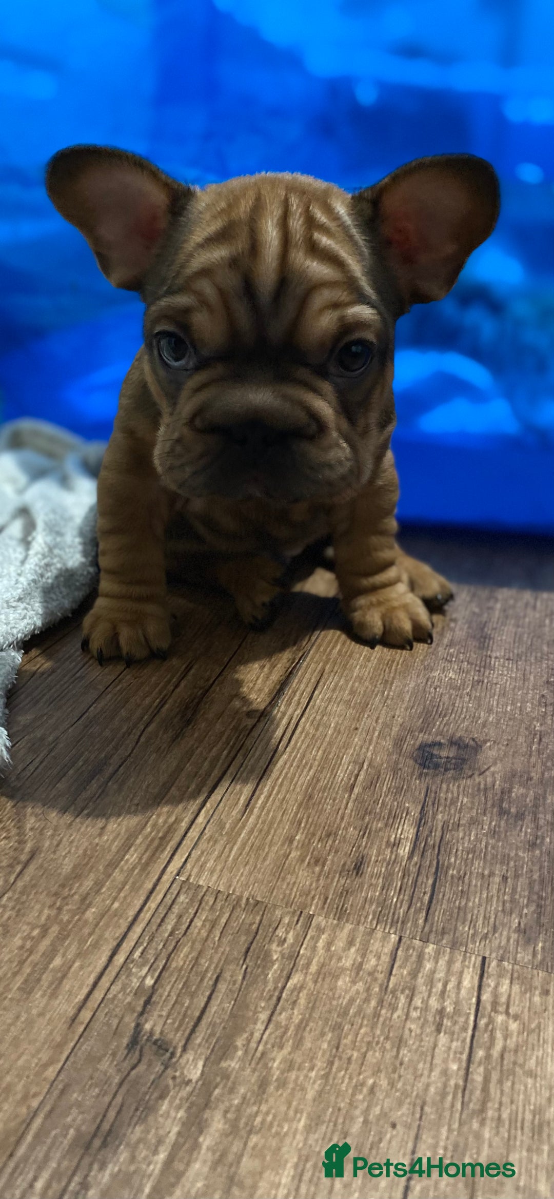 French Bulldog dogs for sale: 🐾 KC FRENCHIE PUPS 🐾 ready to leave last boy   - Advert 22
