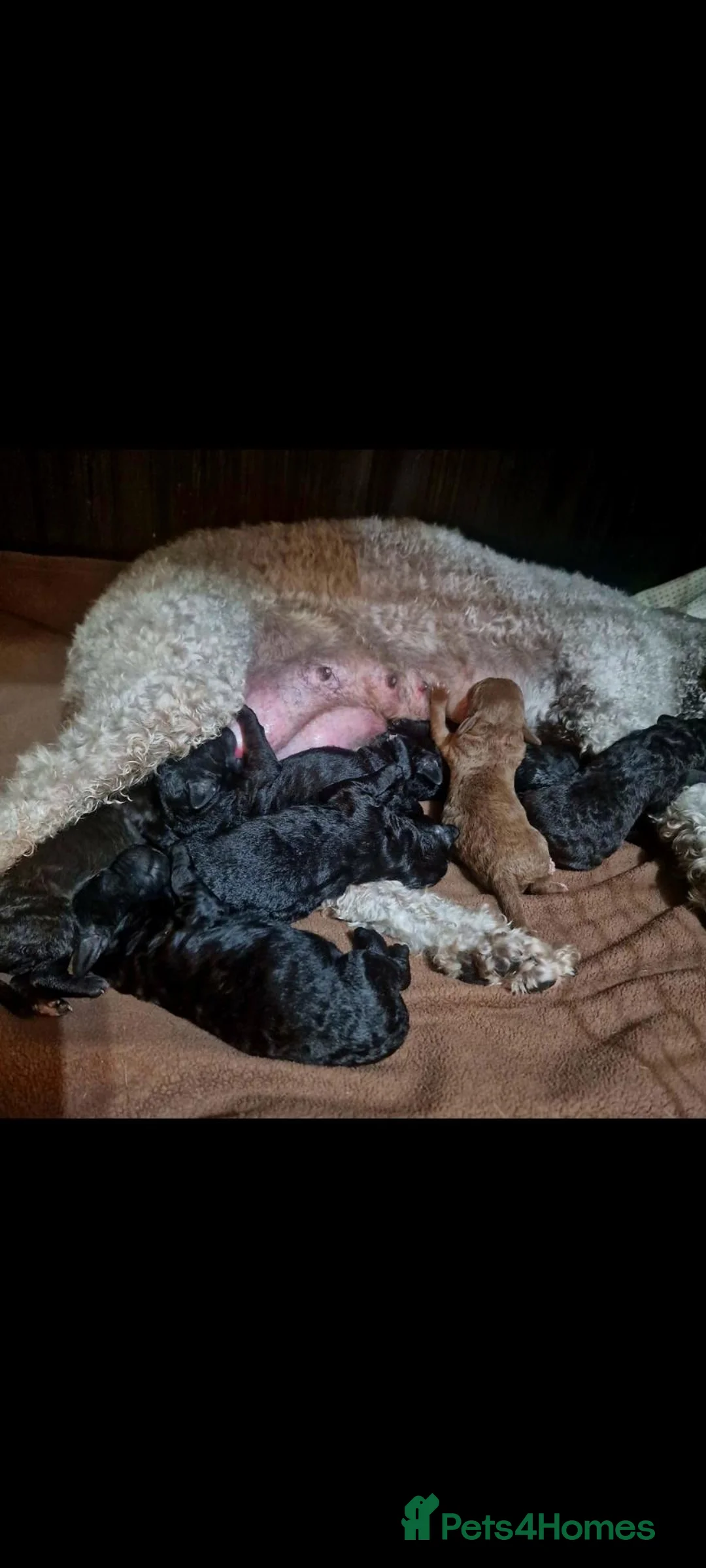 Bedlington Terrier dogs for sale: Bedlington terrier pups for sale  - Advert 2