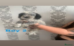 Cockapoo dogs for sale: Beautifulf1cockapoopuppies for their forever homes - Image 6