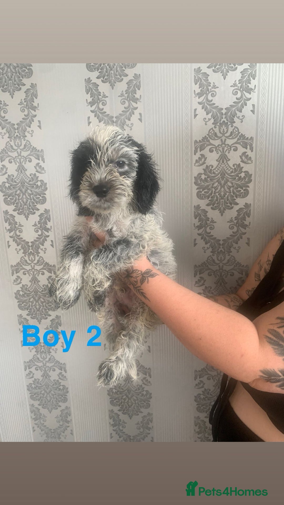 Cockapoo dogs for sale: Beautifulf1cockapoopuppies for their forever homes - Image 6