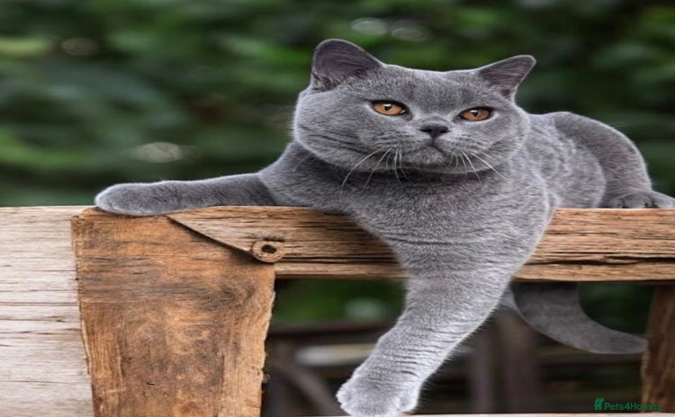 British Shorthair cats - Advert 13