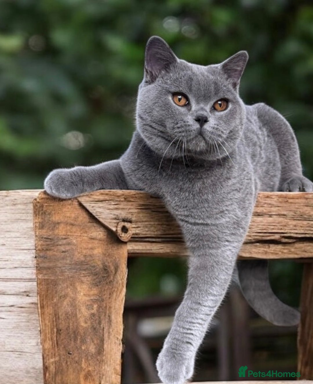 British Shorthair cats for sale: 6 months old boy  - Image 1