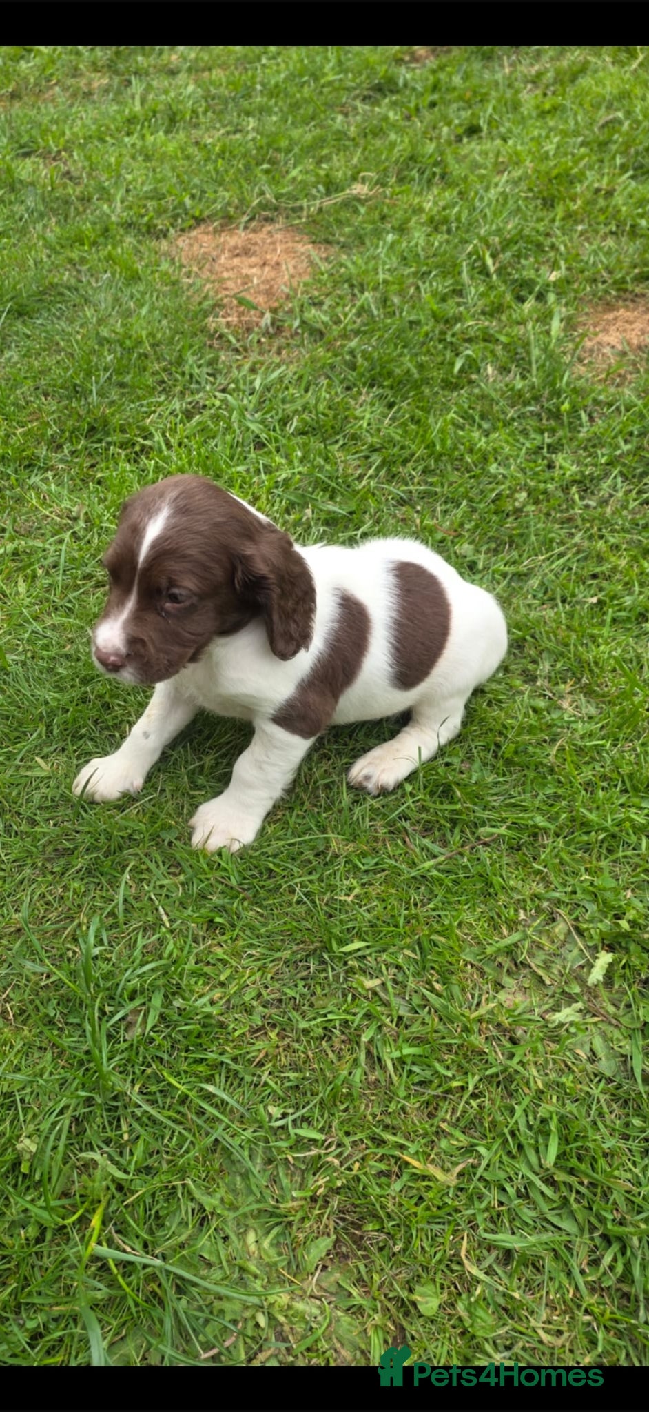 English Springer Spaniel dogs 🐾 KC Registered Springer Spaniel Puppies 🐾 - Advert 2