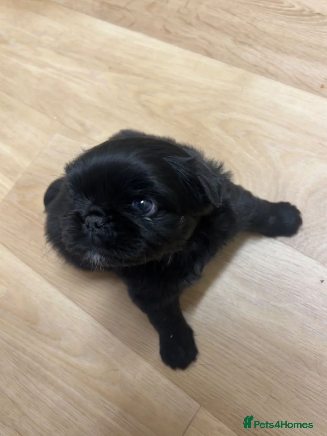 Frug dogs for sale: Fluffy Frug Boy - Advert 1