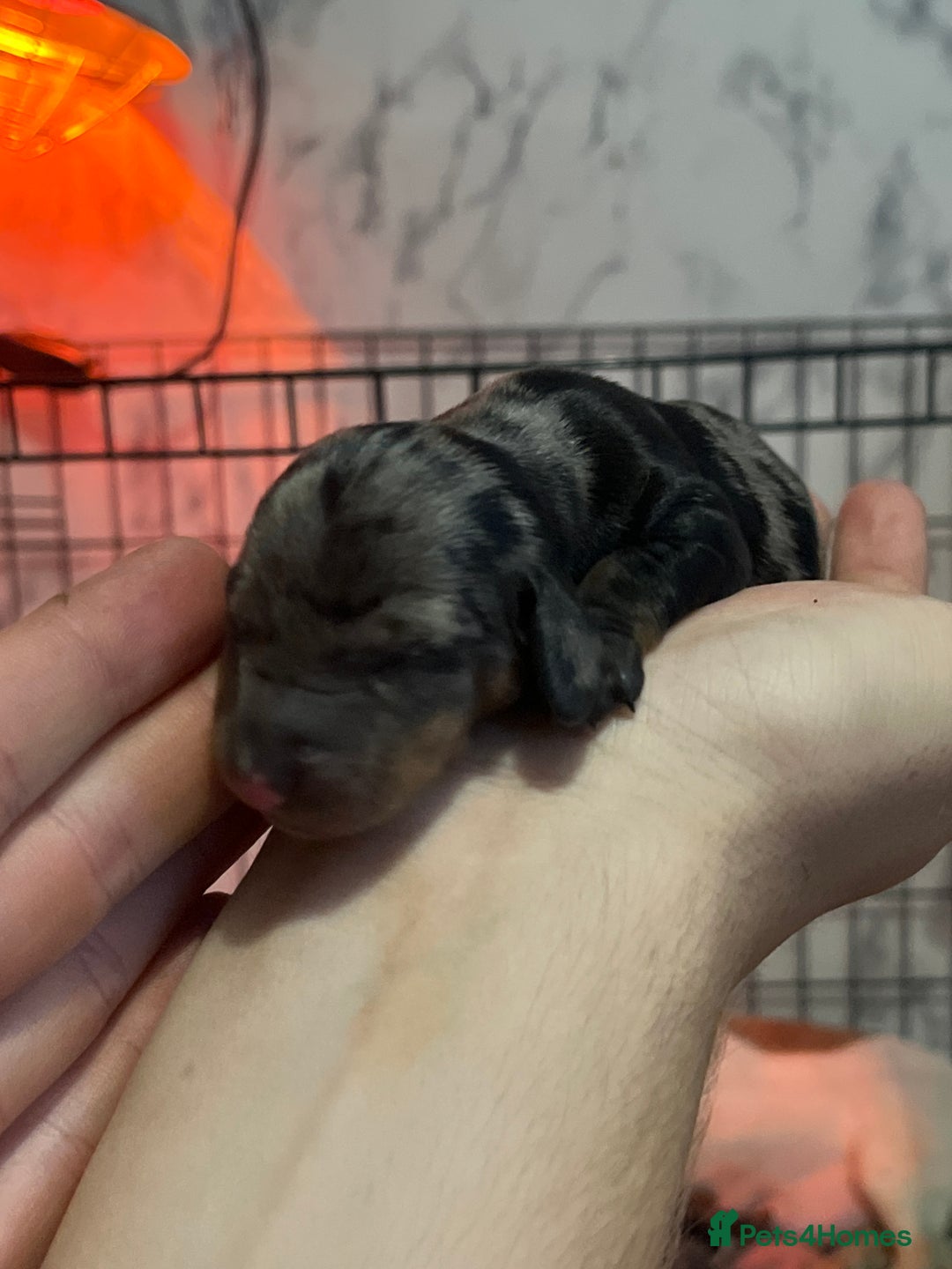 Dachshund dogs for sale: Dachshunds puppies for sale - Image 10