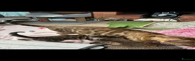 Silver female 