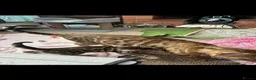 Bengal cats for sale: Pedigree Bengal Kittens, Ready from 20th October - Advert 6