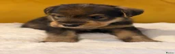 Welsh Terrier dogs for sale: Wawuzer puppies  - Advert 14