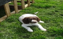 English Springer Spaniel dogs for sale: English Springer Spaniel Puppy 2 - English Springer Spaniel Puppies - Image 25