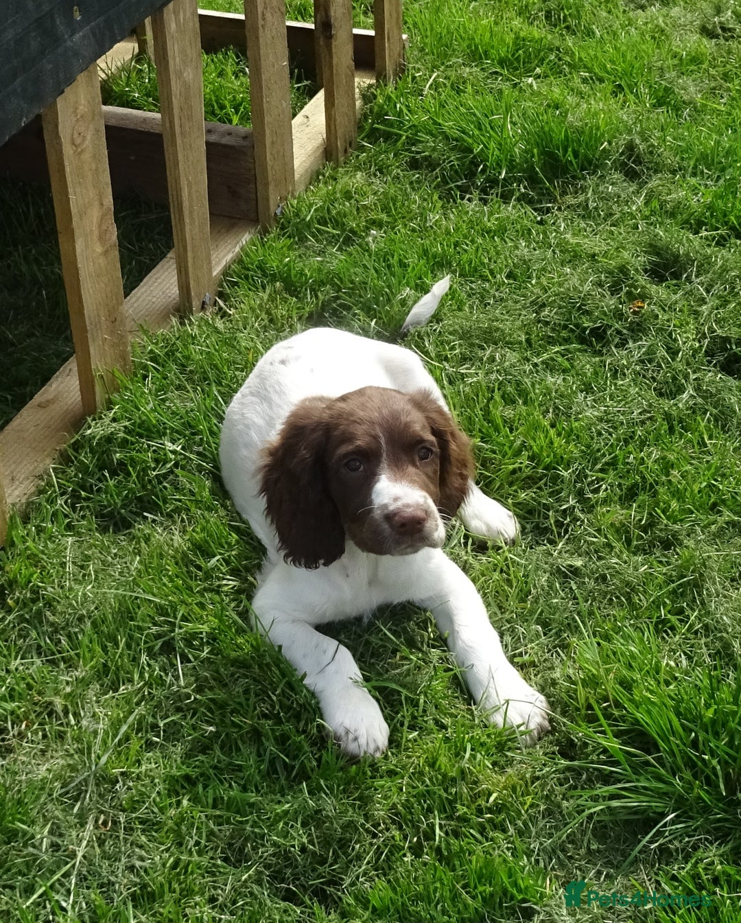 English Springer Spaniel dogs for sale: English Springer Spaniel Puppy 2 - English Springer Spaniel Puppies - Image 25