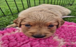 Golden Retriever dogs for sale: KC Registered Golden Retrievers - Image 7