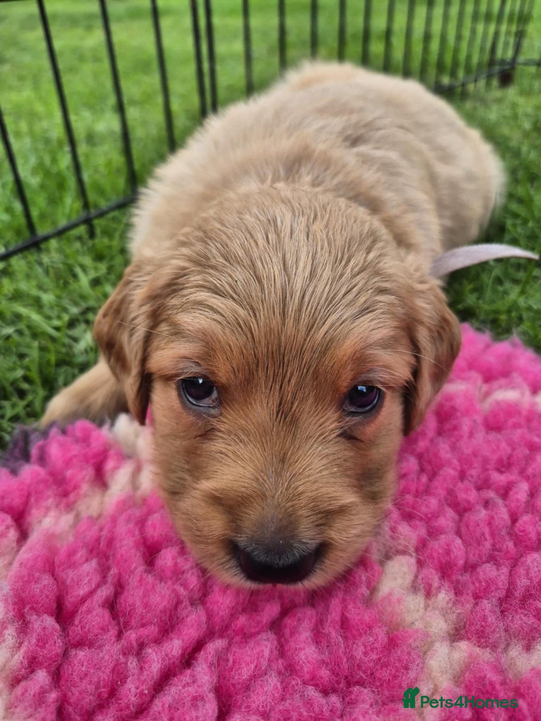 Golden Retriever dogs for sale: KC Registered Golden Retrievers - Image 7