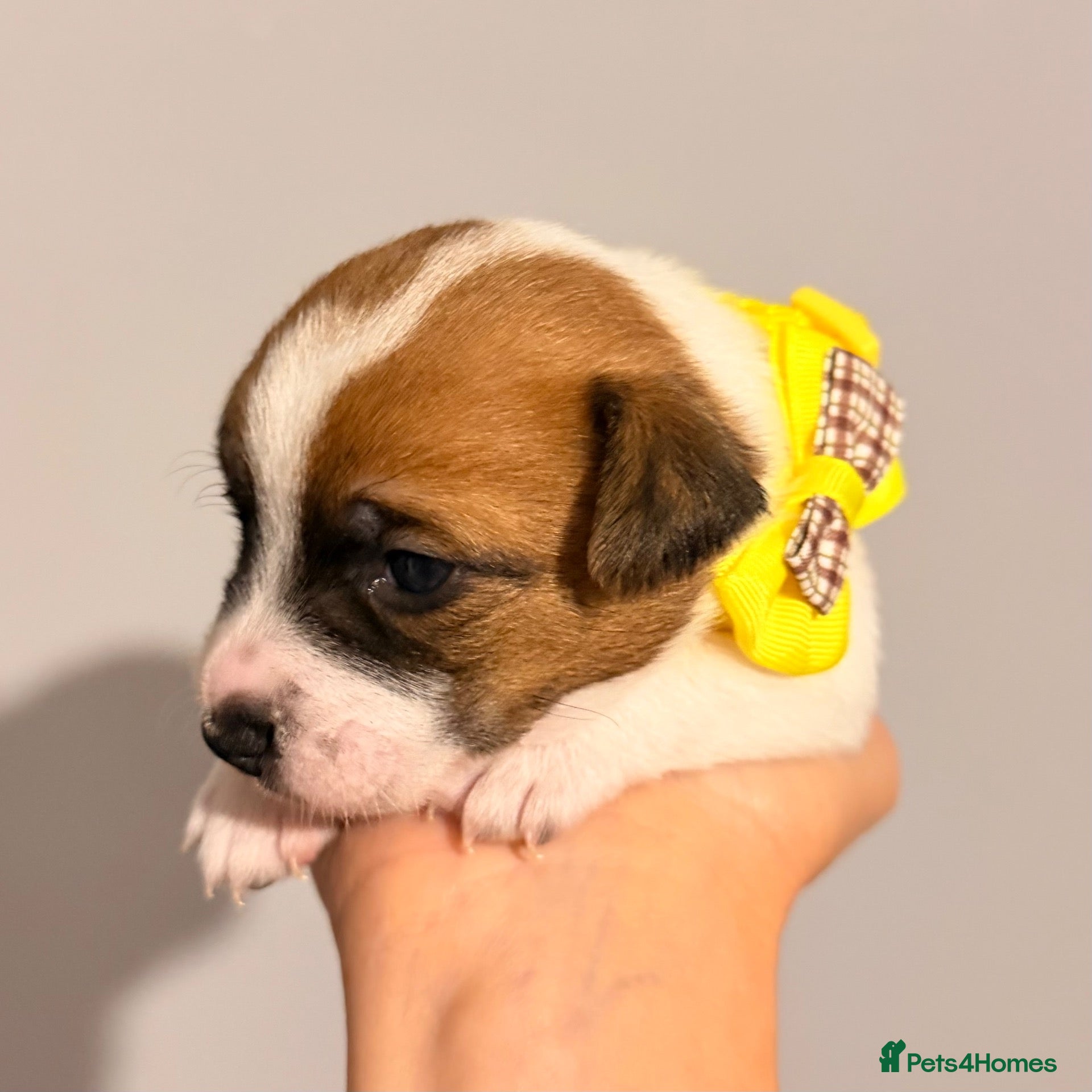 Jack Russell dogs for sale: One girl available 💛 Jack Russell Puppies 🐶🐾 - Advert 1