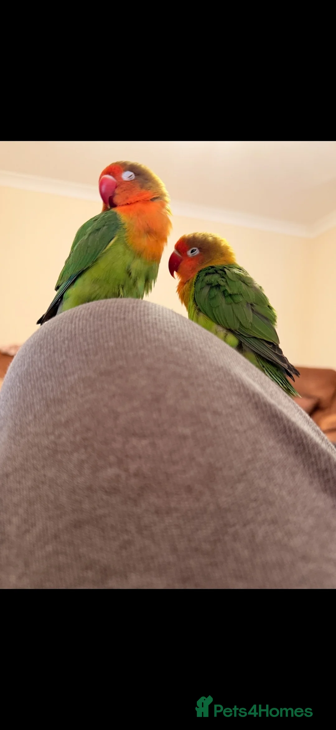 Lovebirds birds for sale: Super clingy and loving birds for sale as a pair - Advert 1