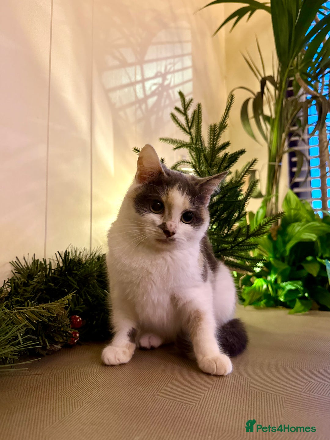 Mixed Breed cats for sale: Three lovely cats looking for home - Advert 8