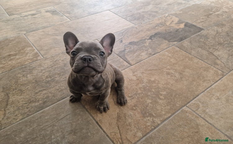 French Bulldog dogs - Advert 1