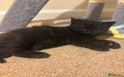 Mixed Breed cats for sale: 2 kittens ready to leave🤍 - Image 8