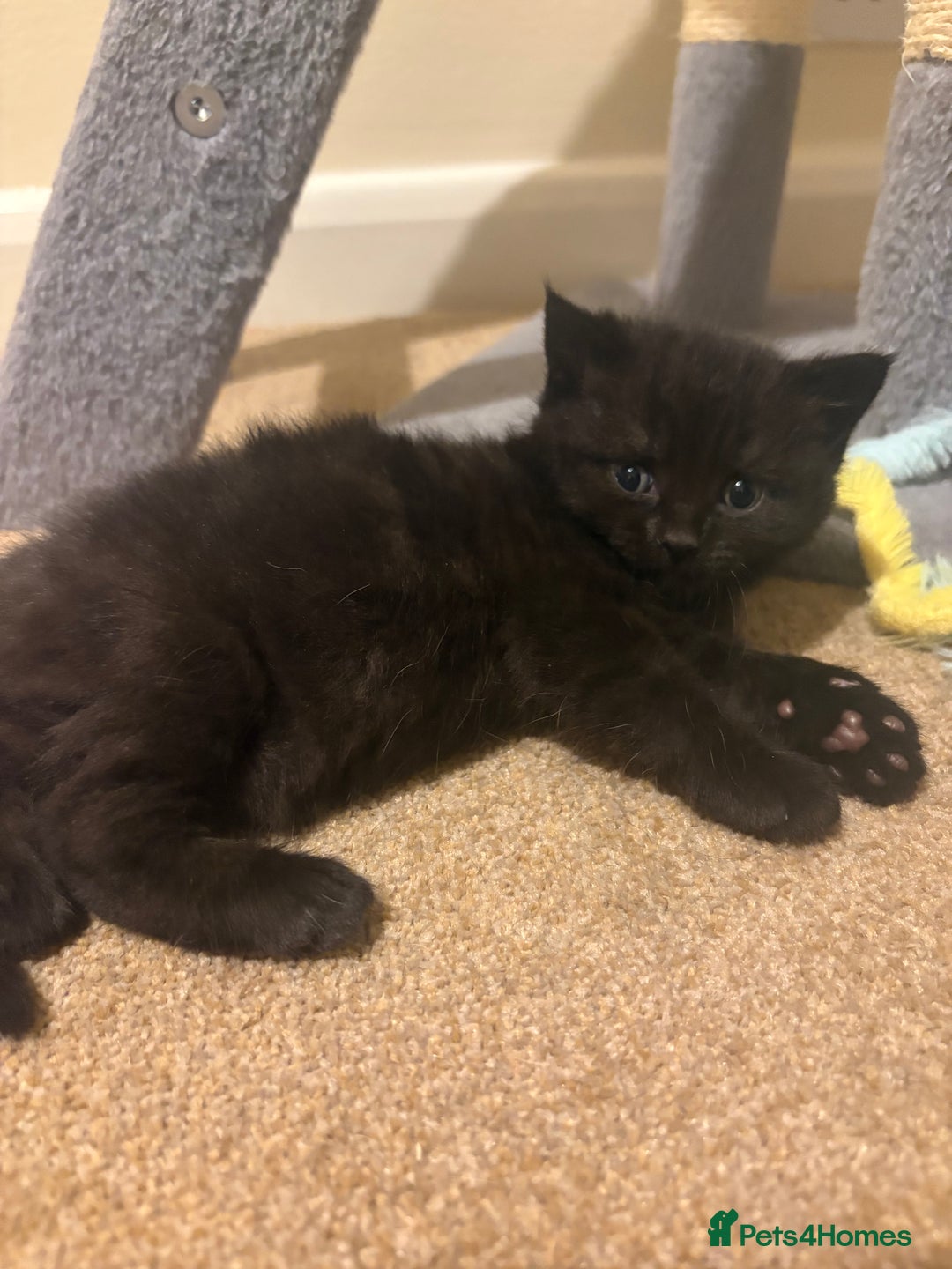 Mixed Breed cats for sale: 2 kittens ready to leave🤍 - Image 8