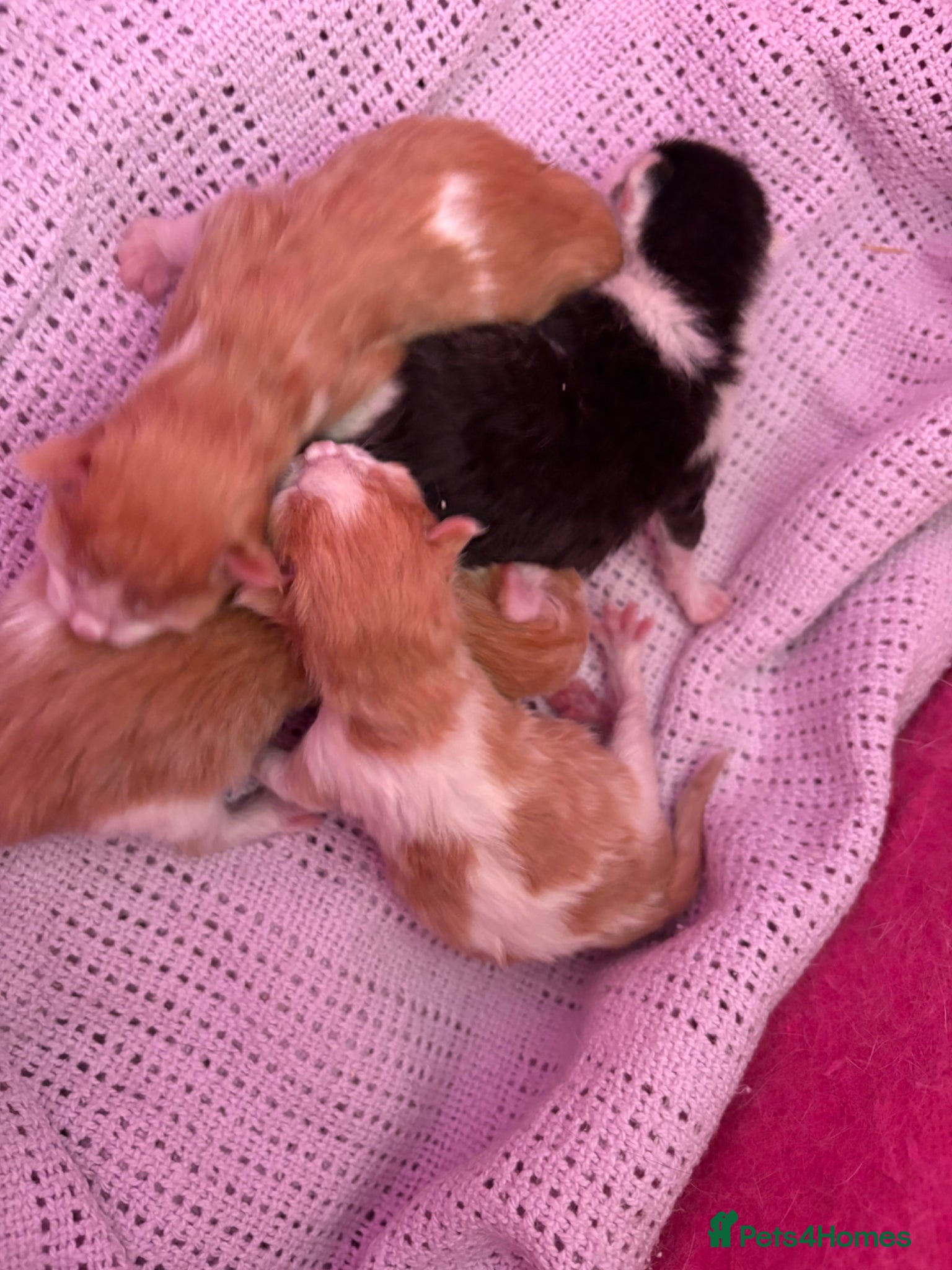 Mixed Breed cats Beautiful kittens  - Advert 5