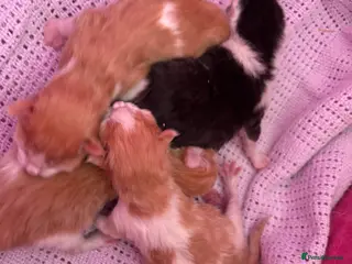 Mixed Breed cats Beautiful kittens - Advert 5