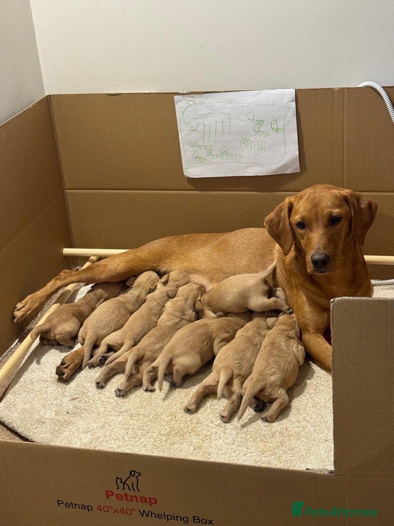 Labrador Retriever dogs Fox Red Labrador Puppies  - Advert 1
