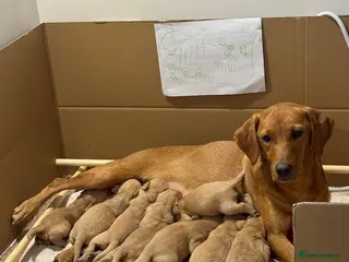 Labrador Retriever dogs Fox Red Labrador Puppies - Advert 1