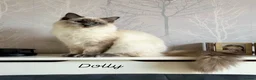 Ragdoll cats for sale: Beautiful Ragdoll Kittens - Advert 3