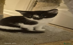 Mixed Breed cats for sale: Kitten girl. - Image 4