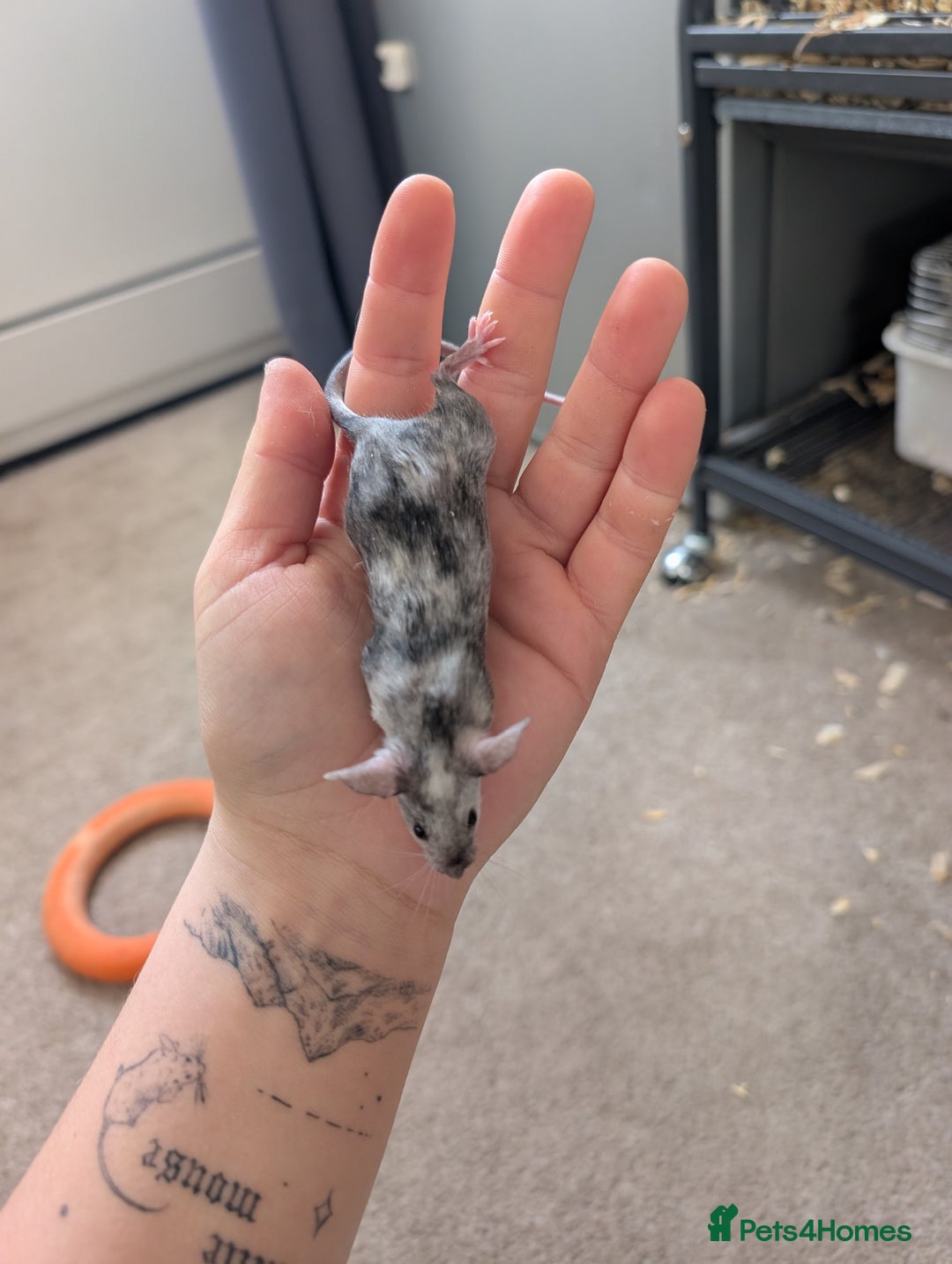 Mouse rodents for sale: Male and female splashed fancy mice  - Advert 1