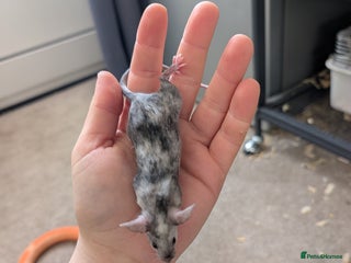 Mouse rodents Male and female splashed fancy mice - Advert 2