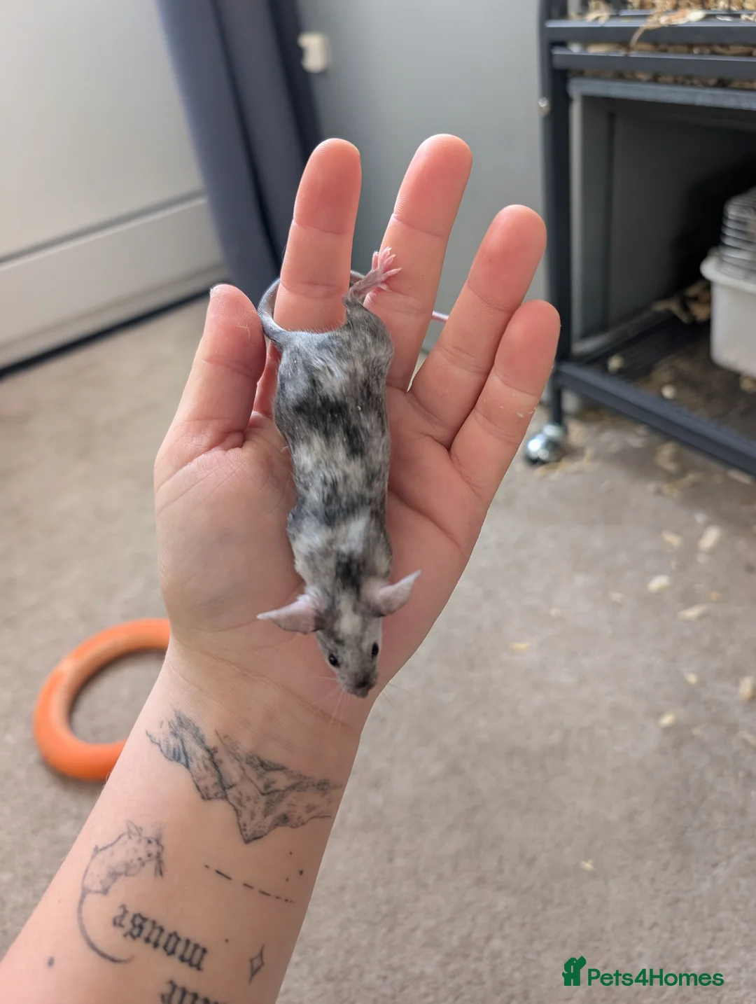 Mouse rodents for sale: Male and female splashed fancy mice  - Advert 1