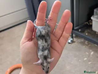 Mouse rodents Male and female splashed fancy mice - Advert 5