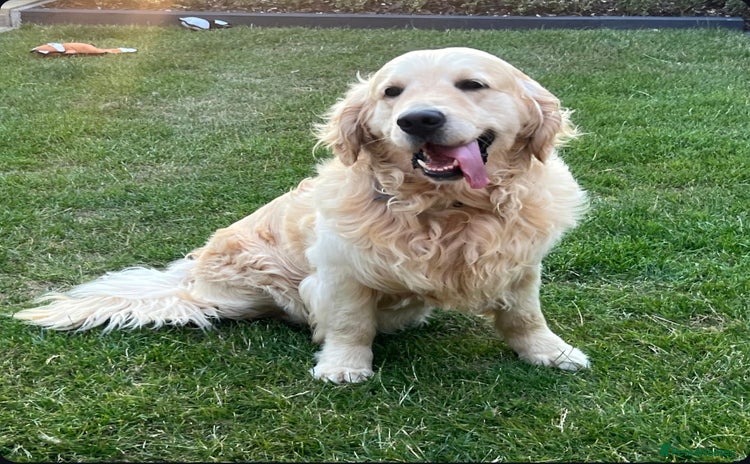 Golden Retriever dogs - Advert 12