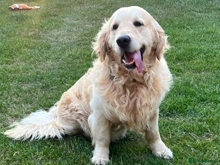 Golden Retriever dogs - Advert 5