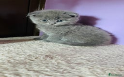 Scottish Fold cats for sale: Beautiful litter Scottish fold ready to reserve ❤️ - Image 4
