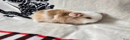Mini Lop rabbits for sale: Stunning mini lops available  - Advert 6