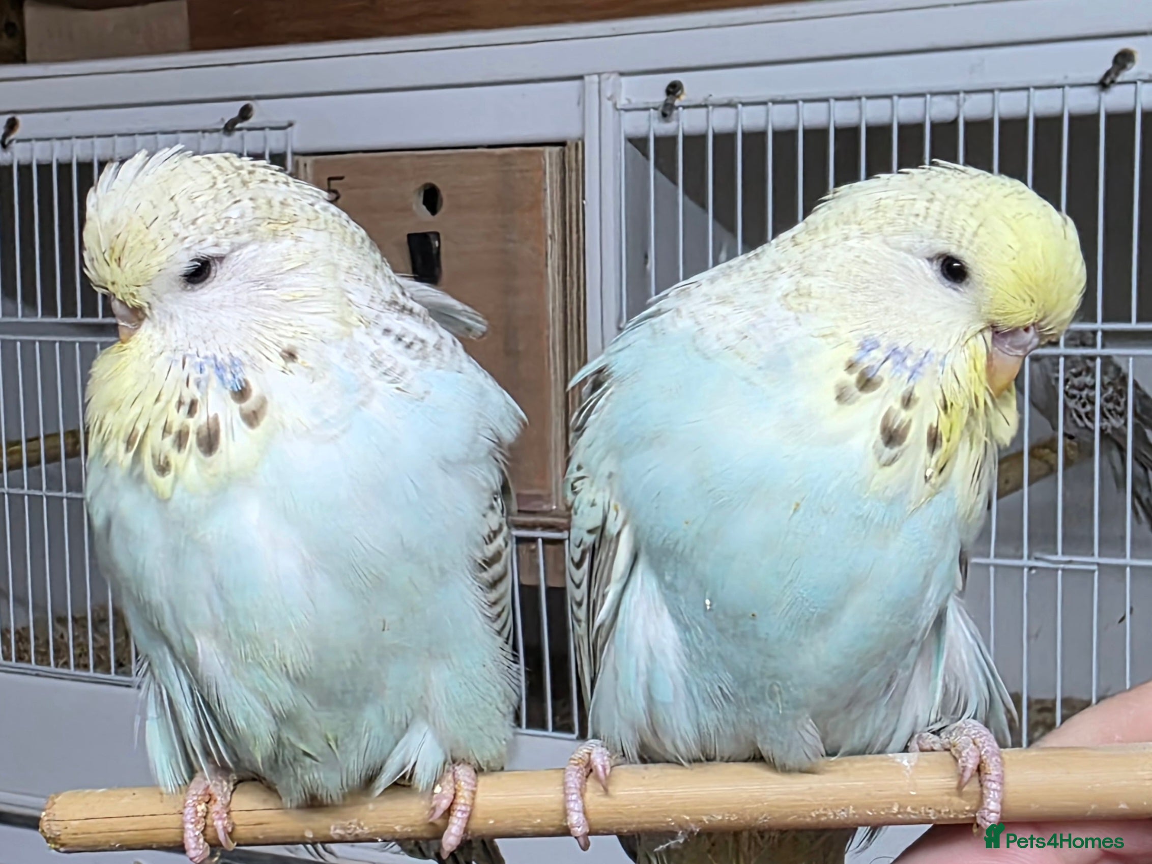 Budgerigars birds Budgies for sale - Advert 12