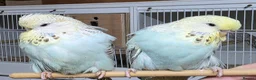 Budgerigars birds for sale: Budgies for sale - Advert 1