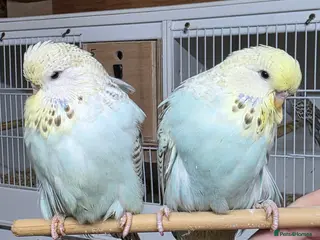 Budgerigars birds Budgies for sale - Advert 12