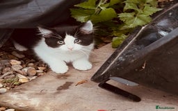 Domestic Shorthair cats for sale:  Beautiful litter mixed colours  - Image 7