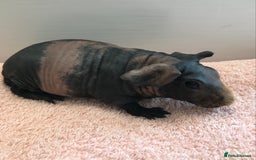 Guinea Pig rodents for sale: Skinny Boar - Werewolf Sow - Sow & Daughter Tweed  - Image 2