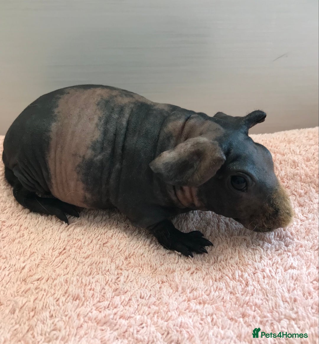 Guinea Pig rodents for sale: Skinny Boar - Werewolf Sow - Sow & Daughter Tweed  - Image 2