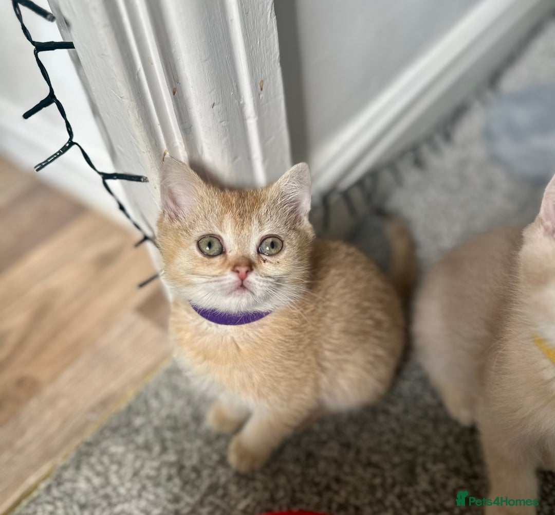British Shorthair cats for sale: READY NOW BEAUTIFUL TICA BRITISH BSH/BLH KITTENS - Image 5