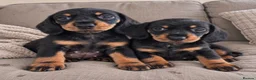Miniature Dachshund dogs for sale: Two gorgeous girls left. Ready now  - Advert 1